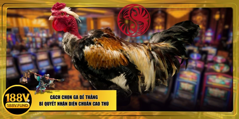Cách Chọn Gà Để Thắng | Bí Quyết Nhận Diện Chuẩn Cao Thủ